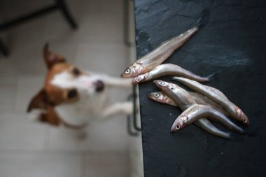 the dog eats fish. Pet in the kitchen clipart