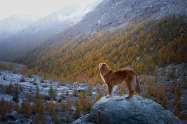 Dağlardaki köpek. Nova Scotia Duck Tolling Retriever gün batımında kayaların zirvesinde. - Evet. Evcil bir hayvanla yürüyüş.