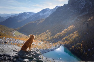 Dağlardaki köpek. Nova Scotia Duck Tolling Retriever gün batımında kayaların zirvesinde. - Evet. Evcil bir hayvanla yürüyüş.