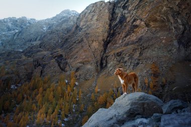 Dağlardaki köpek. Nova Scotia Duck Tolling Retriever gün batımında kayaların zirvesinde. - Evet. Evcil bir hayvanla yürüyüş.