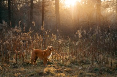 Parktaki sarı yapraklı köpek. Nova Scotia Retriever sonbahar parkında yürüyüşe çıktı.