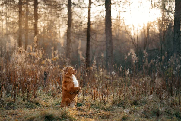 Sárga levelű kutya a parkban. Új-Skócia retriever sétálni az őszi parkban — Stock Fotó