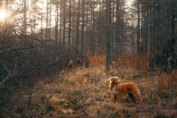 Σκύλος με κίτρινα φύλλα στο πάρκο. Nova Scotia retriever για μια βόλτα στο πάρκο φθινόπωρο — Φωτογραφία Αρχείου