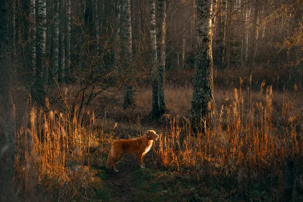 Собака в желтых листьях в парке. Новая Шотландия ретривер для прогулки в осеннем парке — стоковое фото