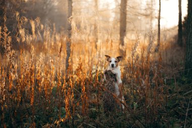 Parktaki sarı yapraklı köpek. Nova Scotia Retriever sonbahar parkında yürüyüşe çıktı.