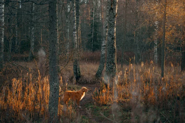 Perro en hojas amarillas en el parque. Nova Scotia recuperador para un paseo en el parque de otoño — Foto de Stock