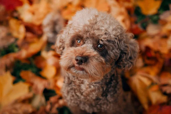 Poodle chocolate miniatura em folhas de outono. Pet na natureza. — Fotografia de Stock