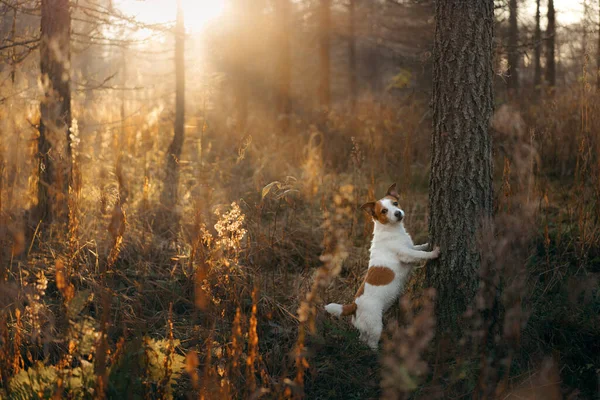 Dog in yellow leaves in the park. Nova Scotia retriever for a walk in the autumn park — Stock Photo, Image