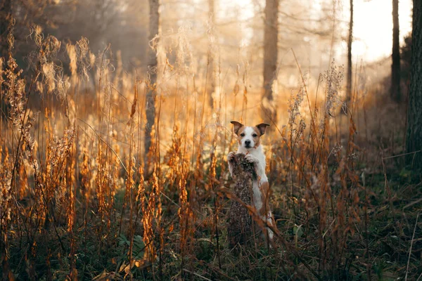 Cão em folhas amarelas no parque. Nova Scotia retriever para um passeio no parque de outono — Fotografia de Stock