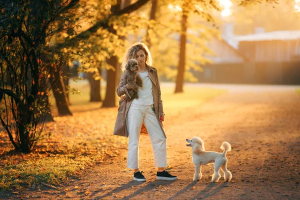 Mädchen und zwei Hunde in einem Herbstpark bei Sonnenuntergang. Wandern mit Haustier. Spielzeug und kleiner Pudel — Stockfoto