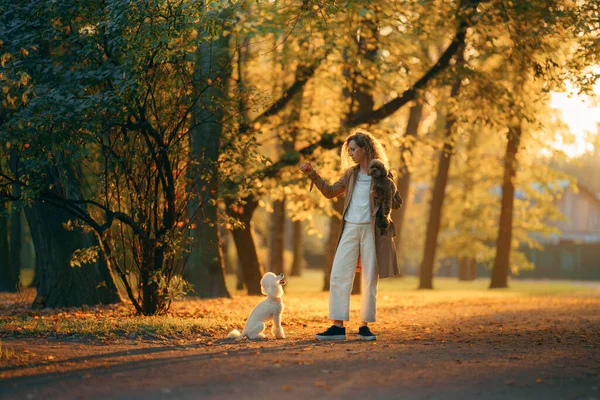Девушка и две собаки в осеннем парке на закате. Прогулка с домашним животным. Игрушка и пудель — стоковое фото