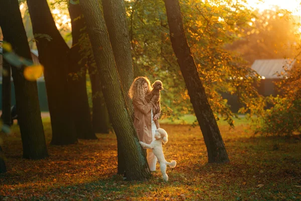 Sonbahar parkında gün batımında bir kız ve iki köpek. Evcil hayvanla yürüyorum. Oyuncak ve küçük kaniş — Stok fotoğraf