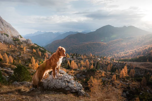 Dağlardaki köpek. Nova Scotia Duck Tolling Retriever gün batımında kayaların zirvesinde. - Evet. Evcil bir hayvanla yürüyüş.