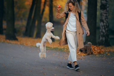 Sonbahar parkında gün batımında bir kız ve köpek. Evcil hayvanla yürüyorum. 