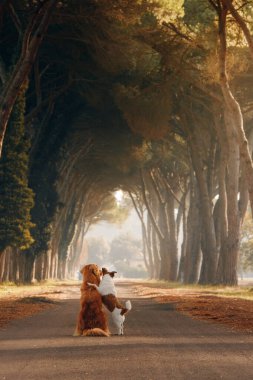 Sonbahar ağaçlarının arasındaki yolda köpekler. Doğadaki evcil hayvanlar