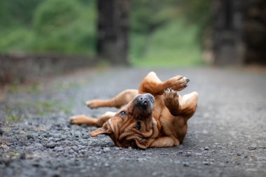 Sırtüstü yatan kırmızı komik köpek. SharPei doğada karışık oyunlar