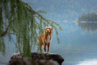  Köpek Nova Scotia Duck Tolling Retriever Mountain Gölü 'nde. Bir evcil hayvanla sabah manzarası