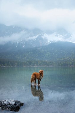  Köpek Nova Scotia Duck Tolling Retriever Mountain Gölü 'nde. Bir evcil hayvanla sabah manzarası