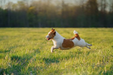 Köpek koşuyor. Aktif Jack Russell Terrier sahada uçuyor. Evcil hayvan hareket halinde.