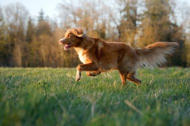 Köpek koşuyor. Aktif Jack Russell Terrier sahada uçuyor. Evcil hayvan hareket halinde.
