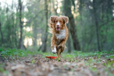 Köpek koşuyor. Aktif Jack Russell Terrier sahada uçuyor. Evcil hayvan hareket halinde.