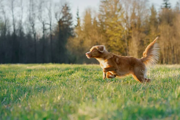 Köpek koşuyor. Aktif Jack Russell Terrier sahada uçuyor. Evcil hayvan hareket halinde. — Stok fotoğraf