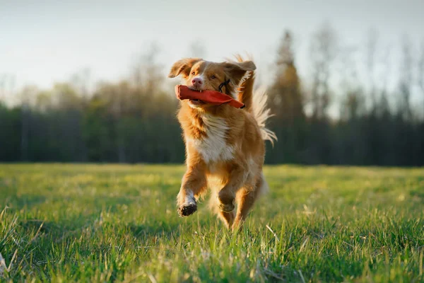 De hond rent weg. De actieve Jack Russell terriër vliegt over het veld. Huisdier in beweging. — Stockfoto