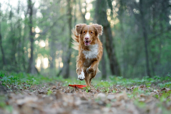 The dog is running. active jack russell terrier is flying across the field. Pet in motion.