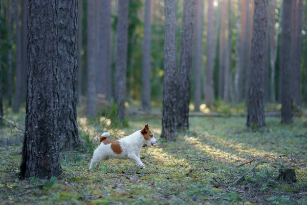 Pes v lese. Jack Russell Terrier. Sledování v přírodě. Domácí mazlíčci — Stock fotografie