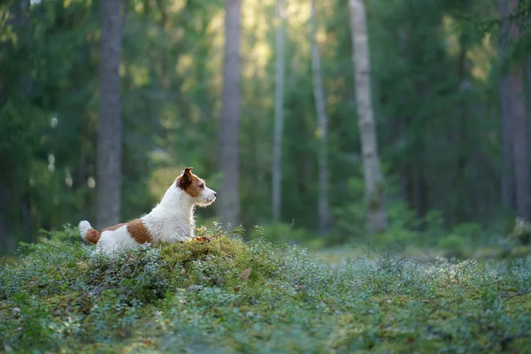 Perro en el bosque. Jack Russell Terrier. Seguimiento en la naturaleza. Descanso de mascotas — Foto de Stock