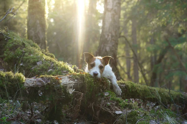 Perro en el bosque. Jack Russell Terrier. Seguimiento en la naturaleza. Descanso de mascotas —  Fotos de Stock