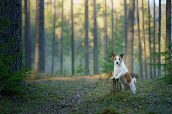 Ormandaki köpek. Jack Russell Terrier. Doğada iz sürmek. Hayvan istirahati — Stok fotoğraf