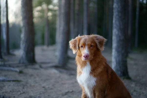Красная собака в лесу. Новая Шотландия Дак Толлинг ретривер в природе. Прогулка с домашним животным — стоковое фото