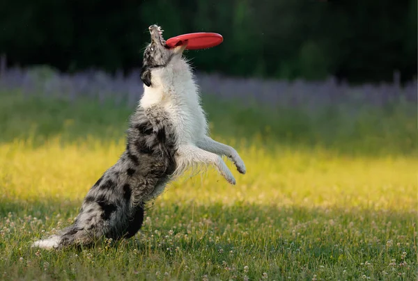 Le chien attrape le disque. Frontière en marbre collie dans la nature. Sports pour animaux — Photo