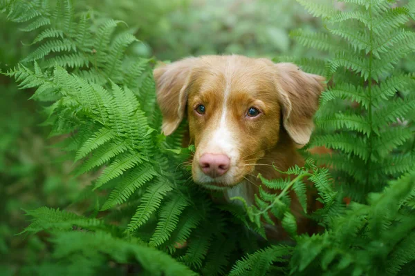 Σκύλος στη φτέρη. Νέα Scotia Duck Tolling Retriever στο δάσος. Tropics. Ταξιδεύοντας με το κατοικίδιο ζώο σας — Φωτογραφία Αρχείου