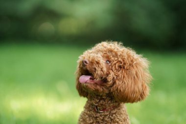 Çimlerin üzerinde minyatür çikolatalı kaniş. Doğada evcil hayvan. 