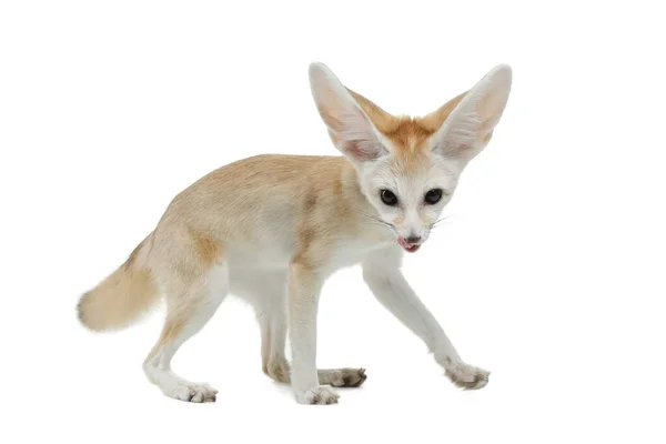 Fennec fox na białym tle w studio — Zdjęcie stockowe