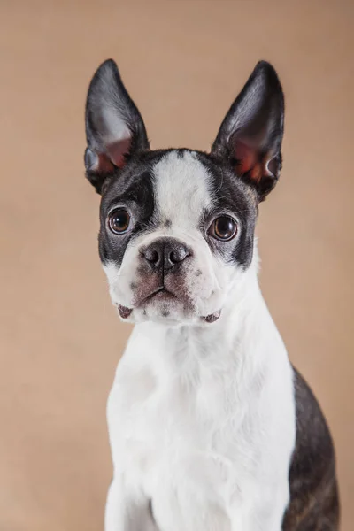 Cucciolo su sfondo beige chiaro. Ritratto del cane Boston Terrier. Animali domestici in studio — Foto Stock