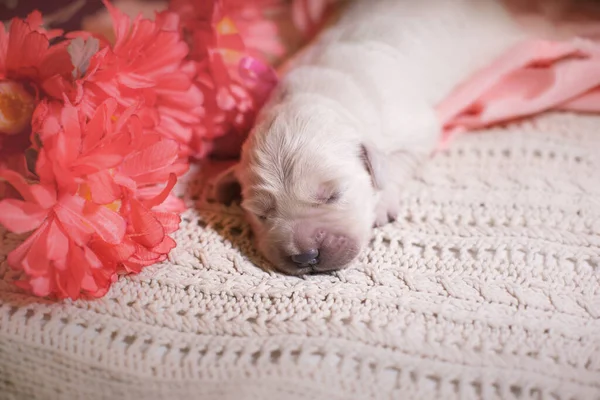 Nyfødt golden retriever-valp. Et mildere bilde av en hund. Kjæledyr hjemme. – stockfoto