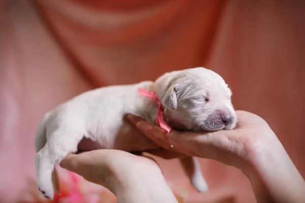 Anak anjing golden retriever yang baru lahir. Foto anjing yang lembut. Hewan peliharaan di rumah.. — Stok Foto