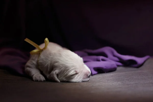 Novorozeně zlatý retrívr štěně. Něžná fotka psa. Domácí mazlíček. — Stock fotografie