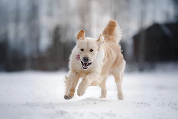 Perro en el invierno en el bosque. Obediente frontera collie en la naturaleza — Foto de Stock