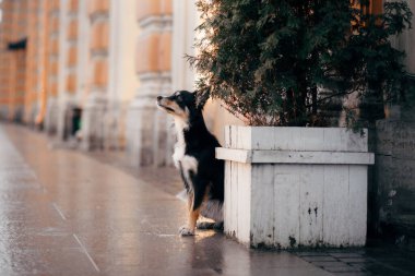 Süslü bir şehirde kışın köpek. Üç Renkli Sınır Collie Noel ağacının yanında