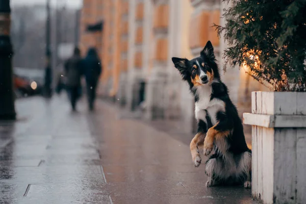 Dog in winter in a decorated city. Tricolor Border Collie by the Christmas tree — Stock Photo, Image