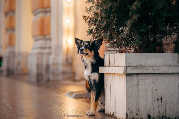 Собака зимой в украшенном городе. Триколор Border Collie у елки — стоковое фото