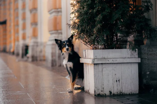 Hund på vintern i en dekorerad stad. Tricolor Border Collie vid julgranen — Stockfoto