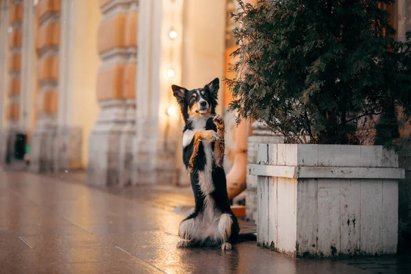 Dog in winter in a decorated city. Tricolor Border Collie by the Christmas tree — Stock Photo, Image