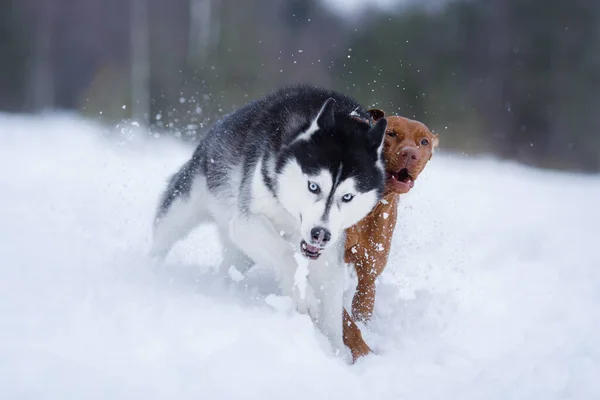 two Dogs in the winter in nature. Active Hungarian vizsla and husky running