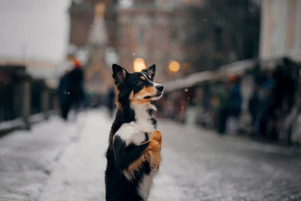 Perro en invierno en una ciudad decorada. Frontera tricolor Collie —  Fotos de Stock