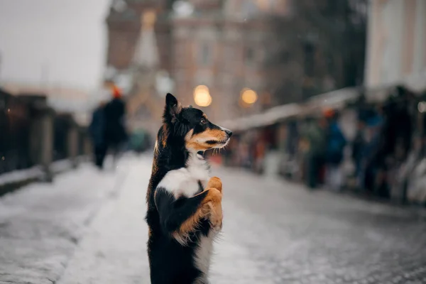 Cão no inverno em uma cidade decorada. Tricolor Fronteira Collie — Fotografia de Stock